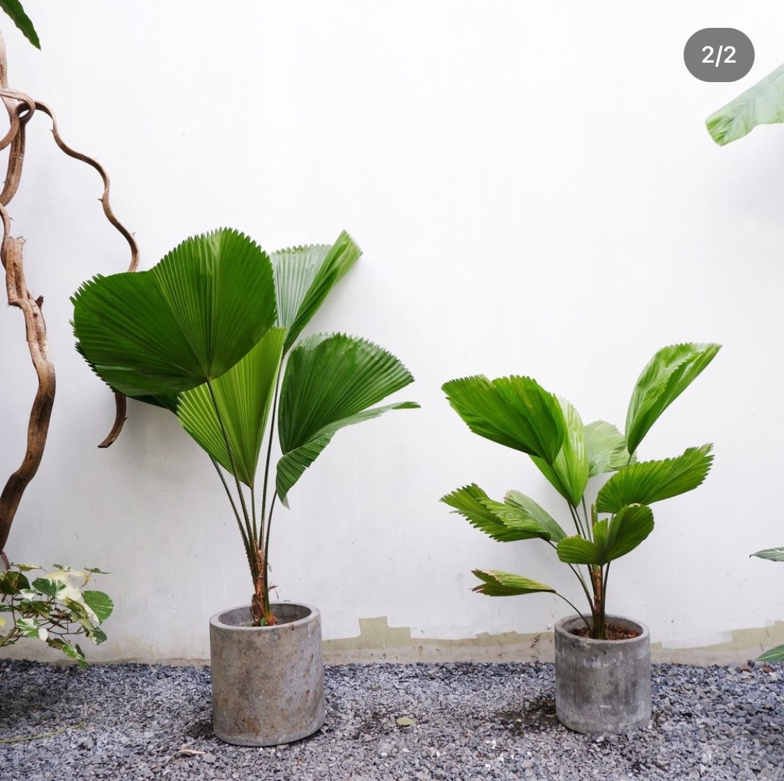  Cây Cọ Nhật nội thất size lớn 