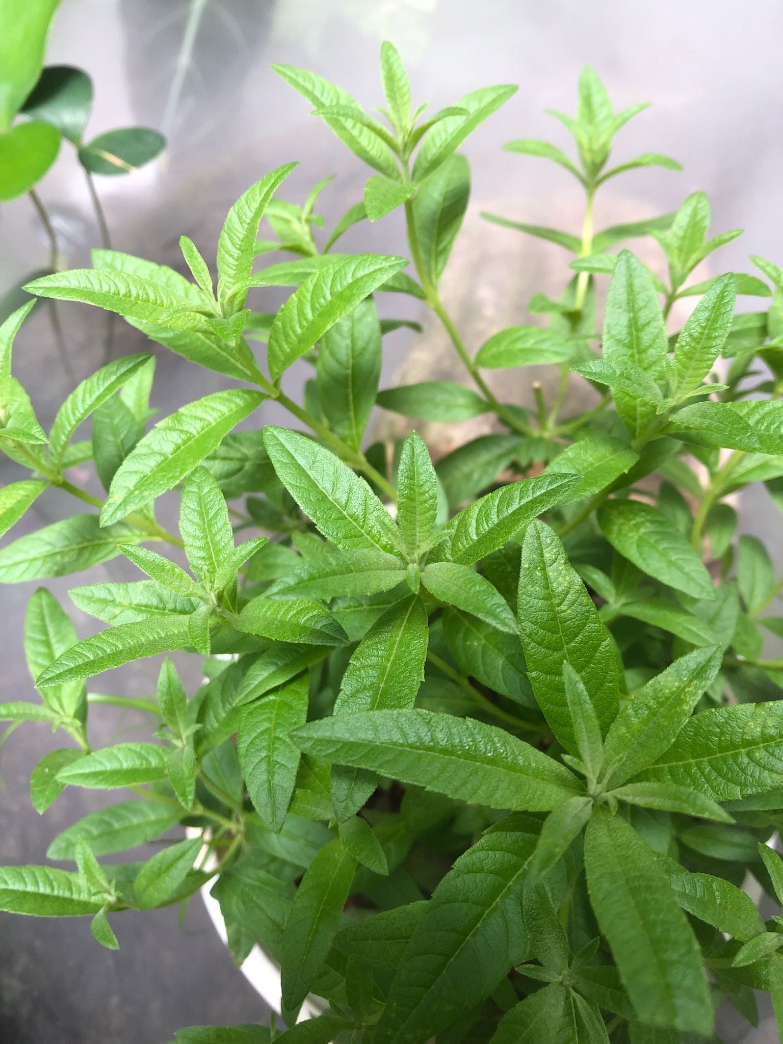  Sả chanh Pháp (Lemon verbena) 