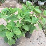  Húng chanh (Coleus crassifolius Benth) 