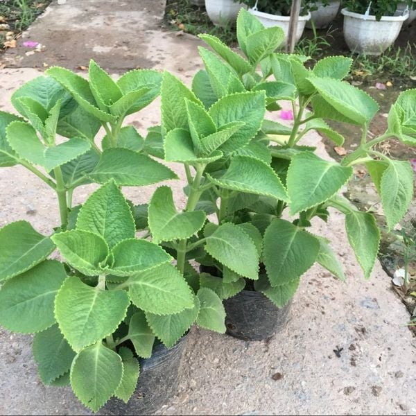  Húng chanh (Coleus crassifolius Benth) 