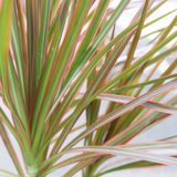  Cây Hoàn kiếm ưa nắng size lớn 