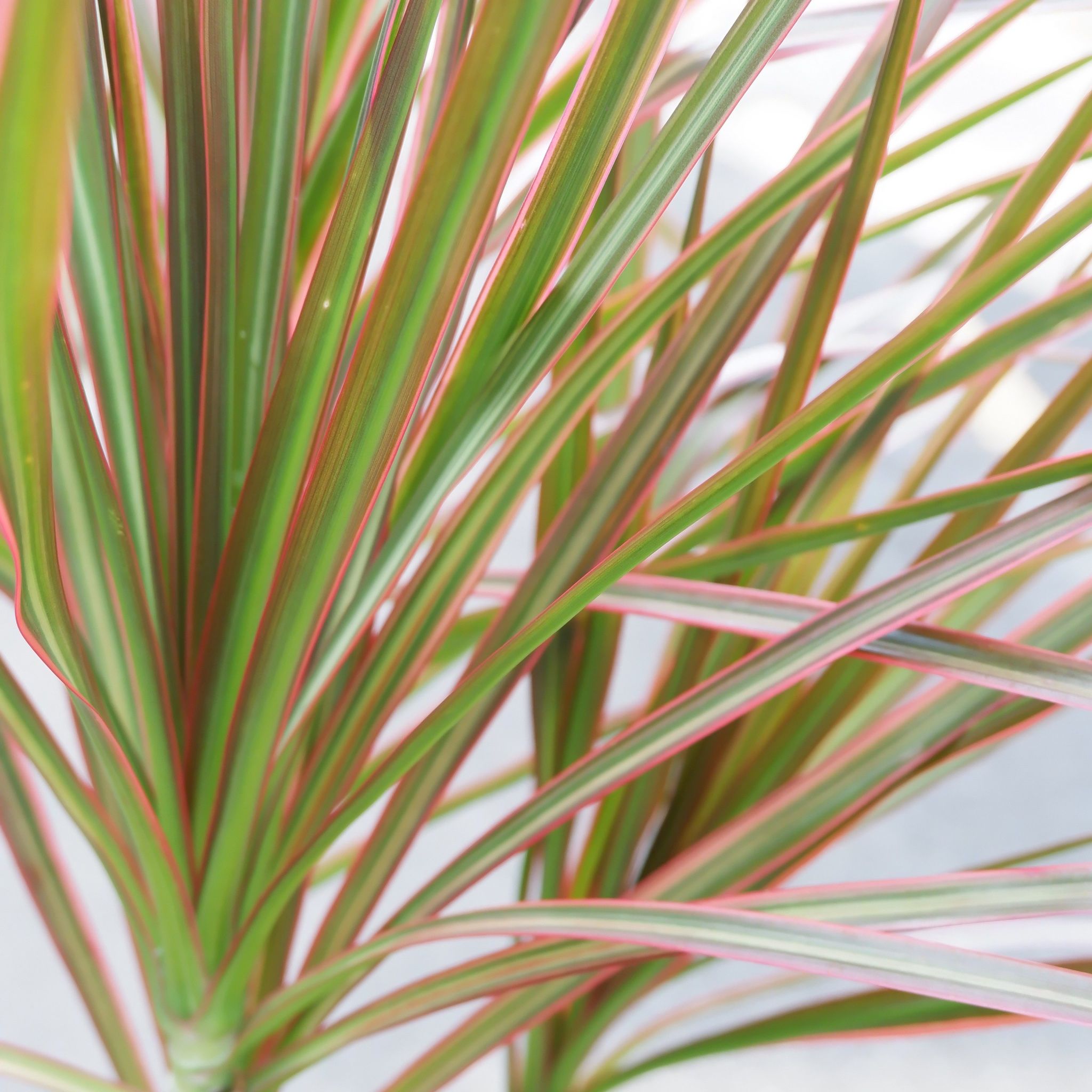  Cây Hoàn kiếm ưa nắng size lớn 