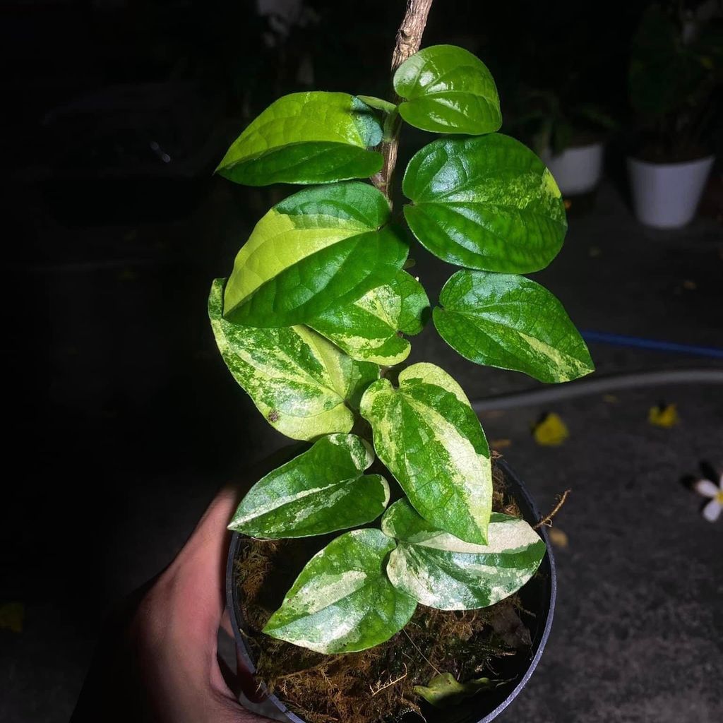  Cây Piper SP var nội thất sưu tầm 