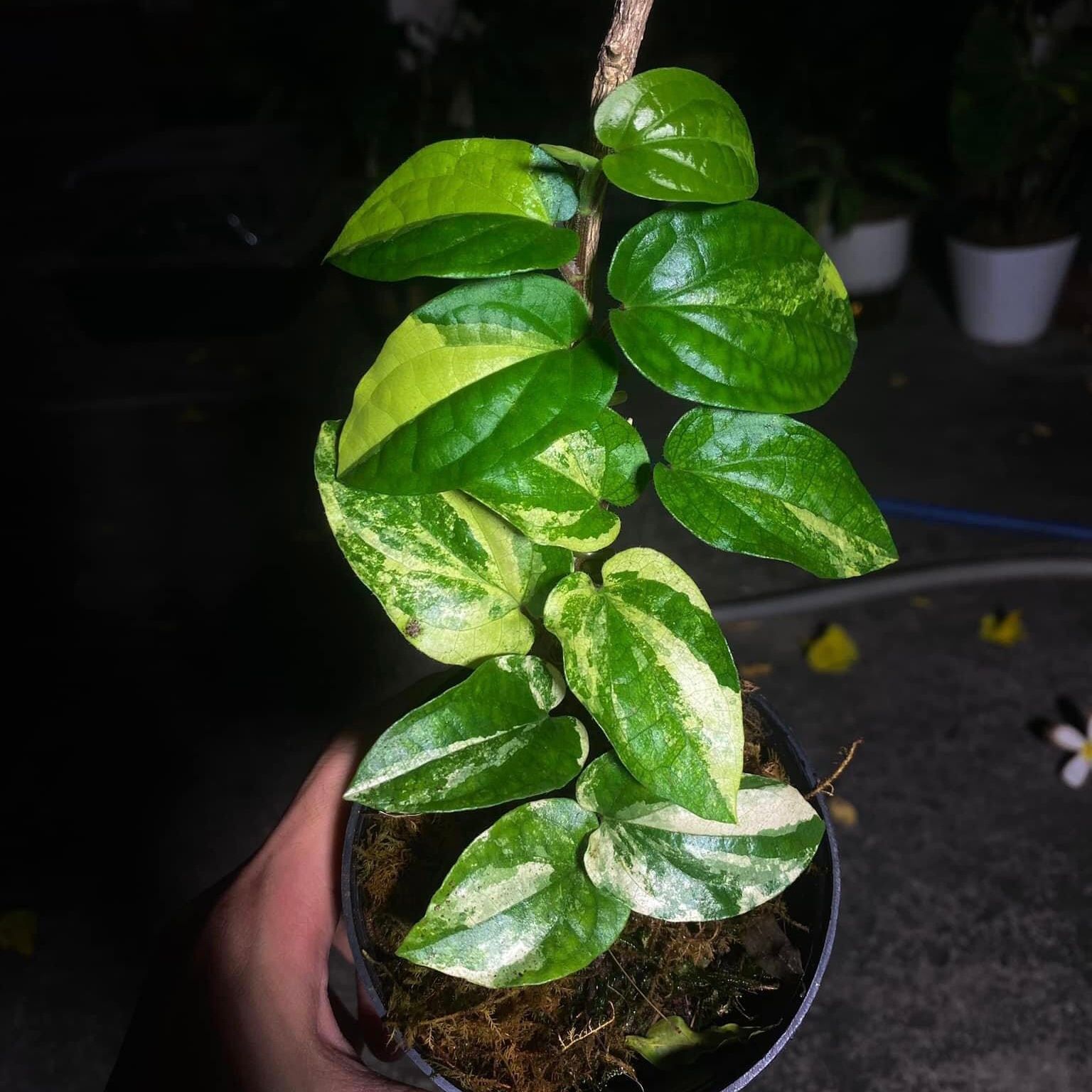  Cây Piper SP var nội thất sưu tầm 