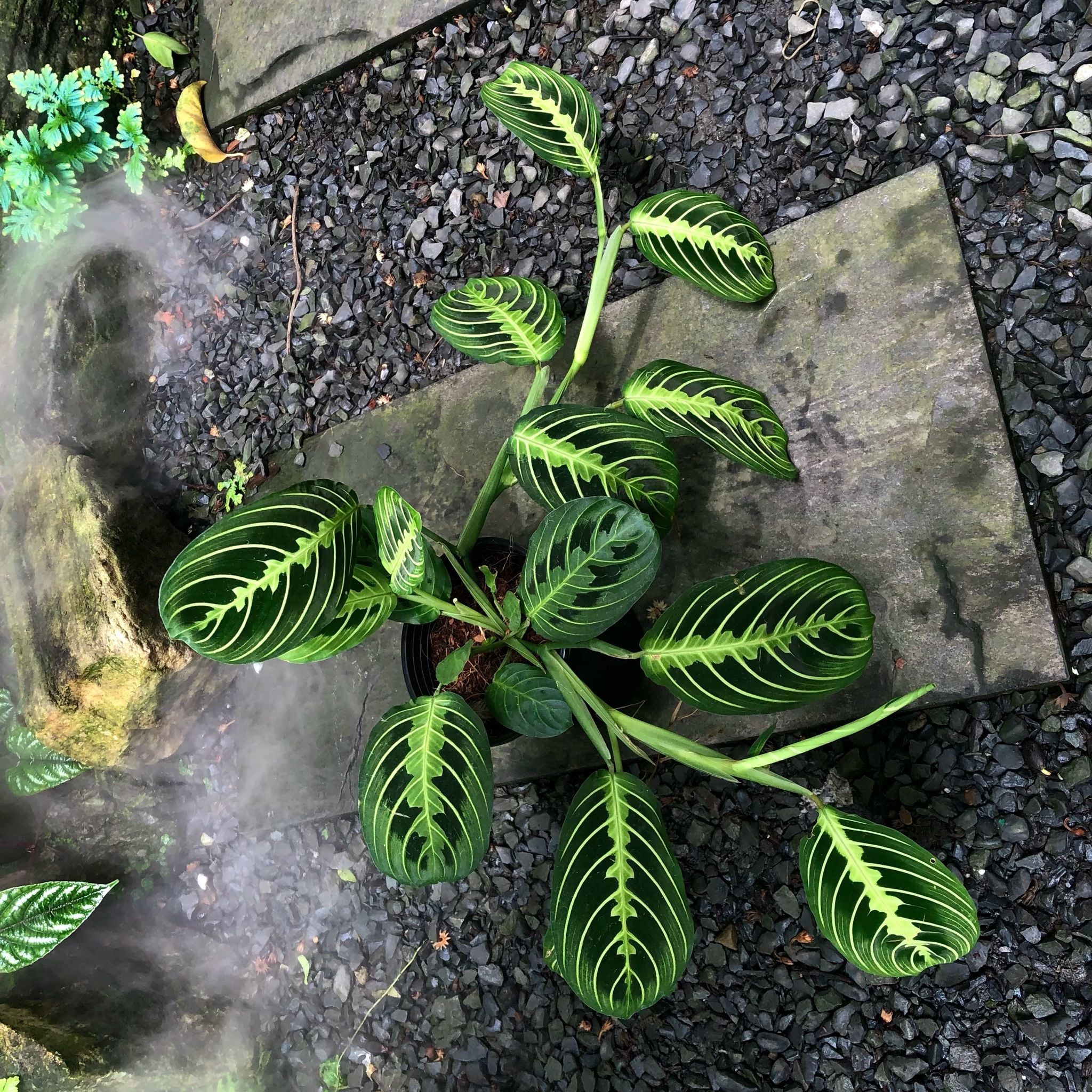  Đuôi công lemon lime 