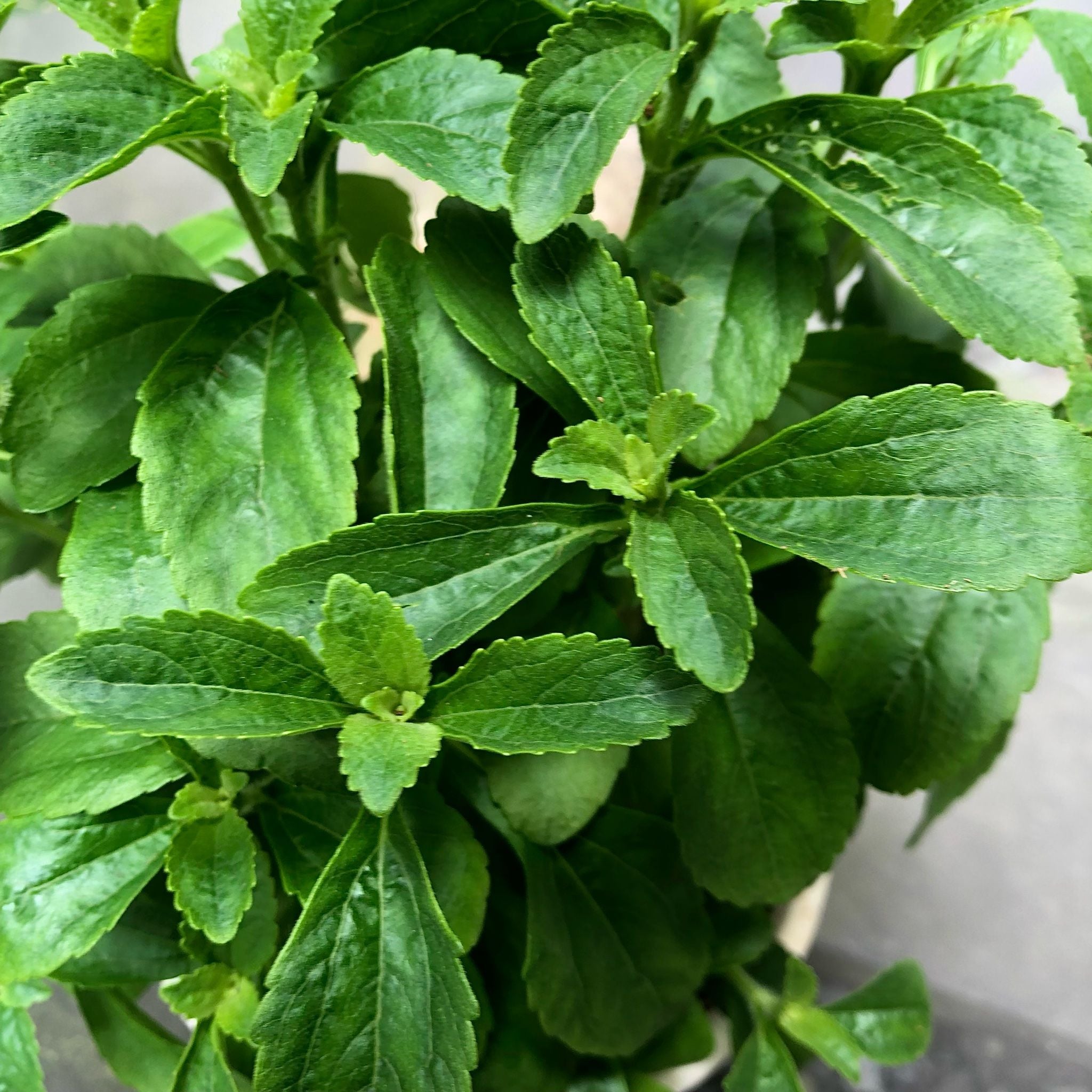  Cỏ ngọt (Stevia rebaudiana) 