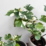  Cây Tra Var ưa nắng size nhỏ 