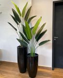  Cây Chuối rẽ quạt nội thất 