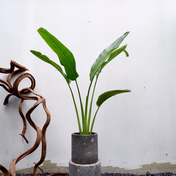  Cây Chuối rẽ quạt nội thất 