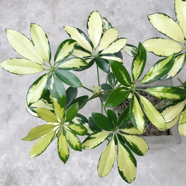  Cây Ngũ gia bì cẩm thạch nội thất 