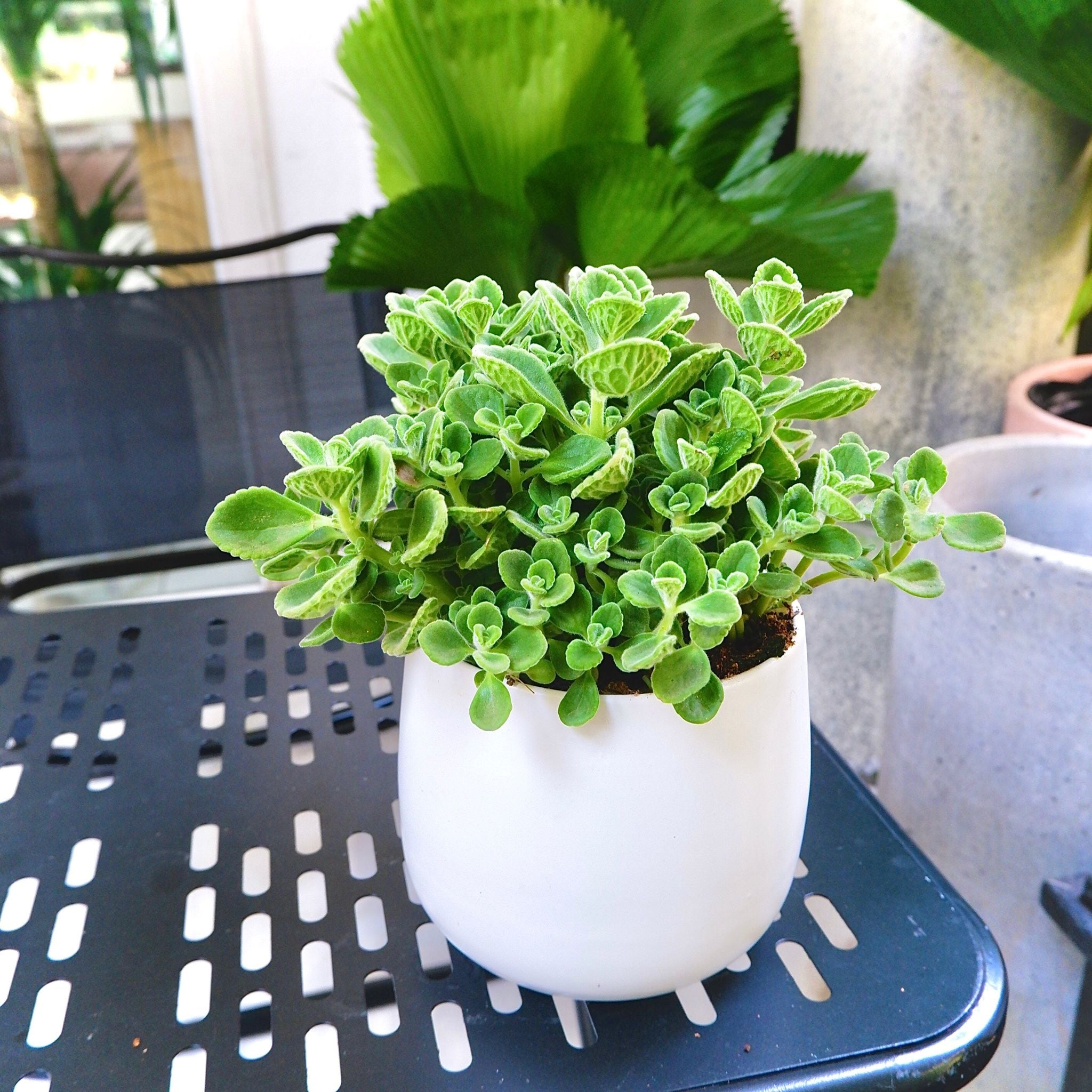  Nhất Mạt Hương (Plectranthus hadiensis var.) 