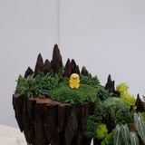  Tiểu cảnh rêu trang trí nội thất 02 