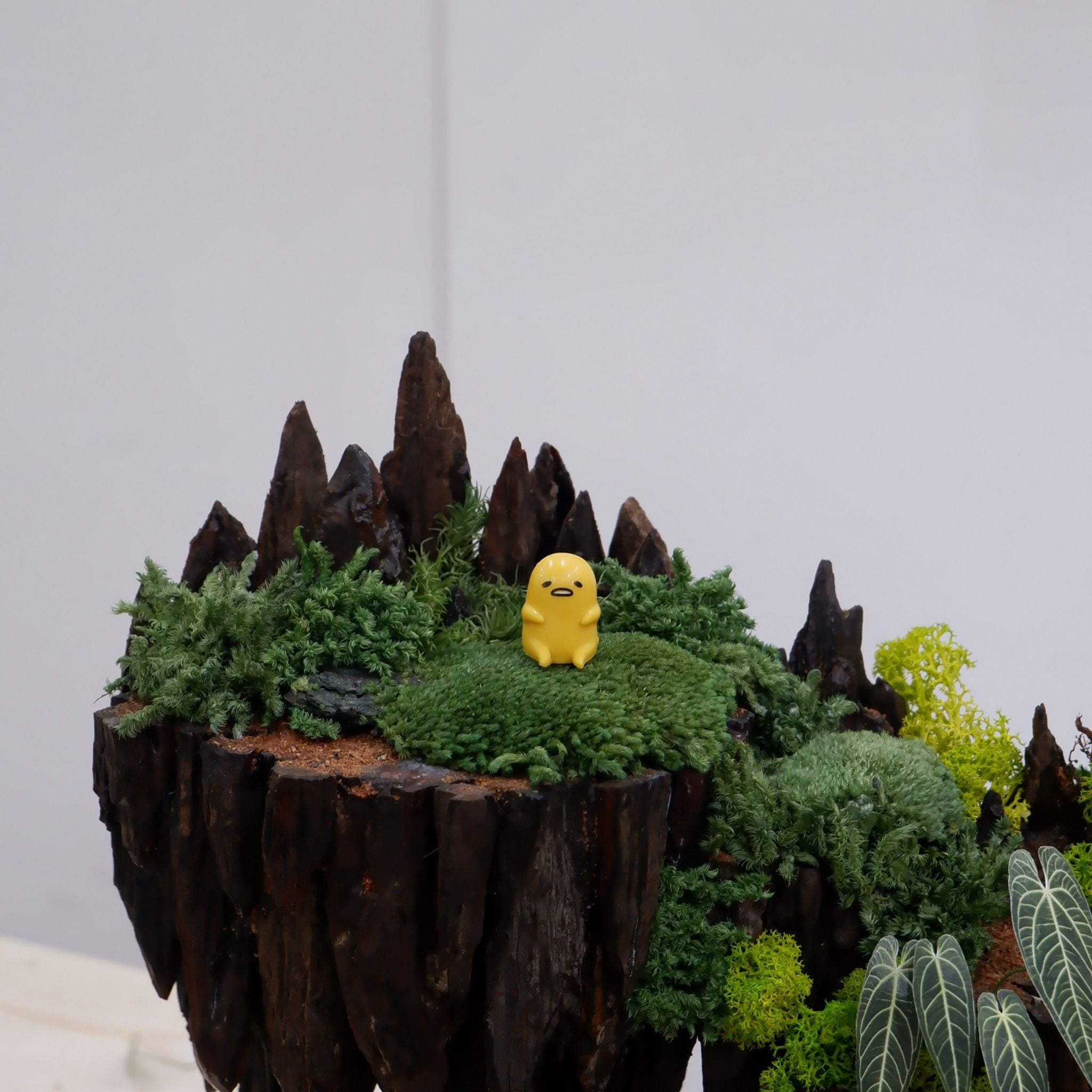  Tiểu cảnh rêu trang trí nội thất 02 