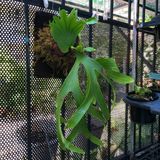  Cây Ổ rồng Treo trồng nội thất 