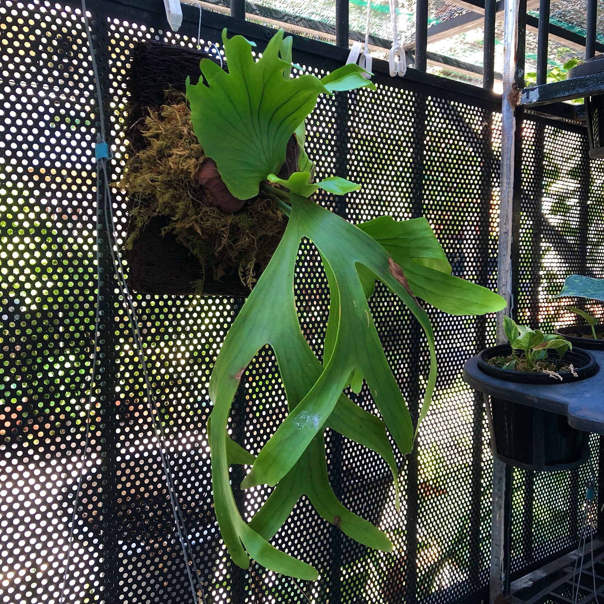  Cây Ổ rồng Treo trồng nội thất 