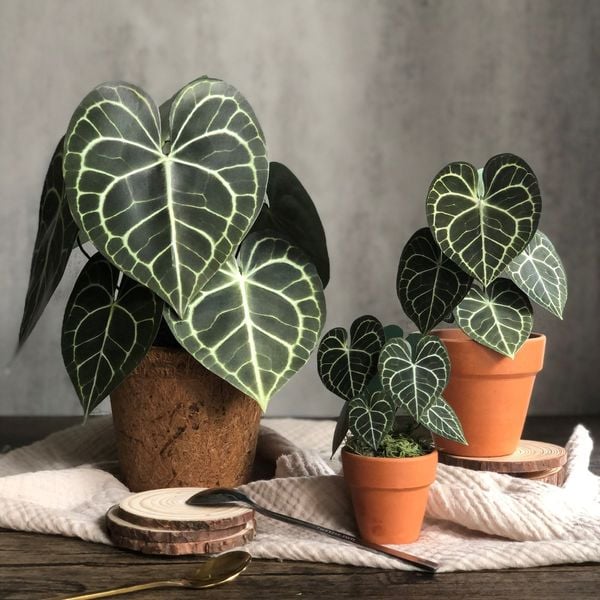  PP Clari mô hình trang trí 