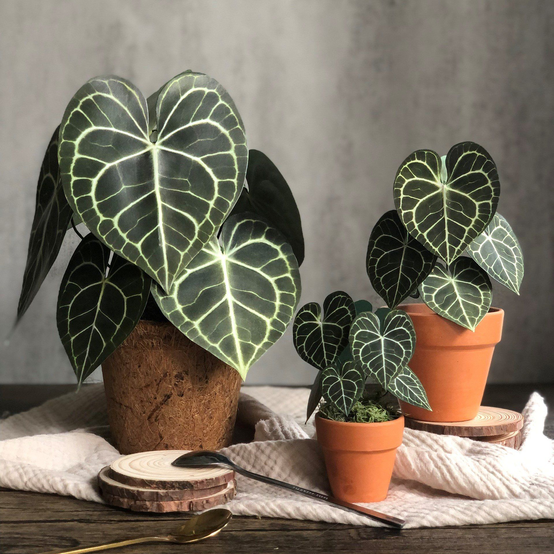  PP Clari mô hình trang trí 