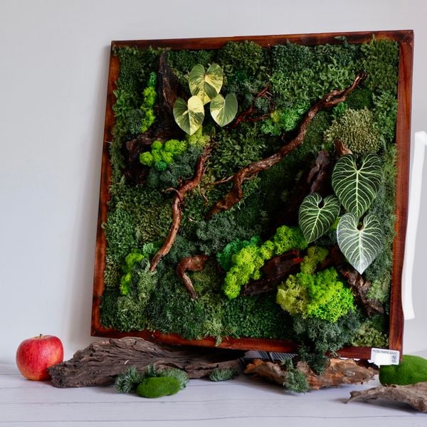  Tranh Rêu 50x50 001 trang trí nội thất 