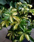  Cây Ngũ gia bì cẩm thạch nội thất 