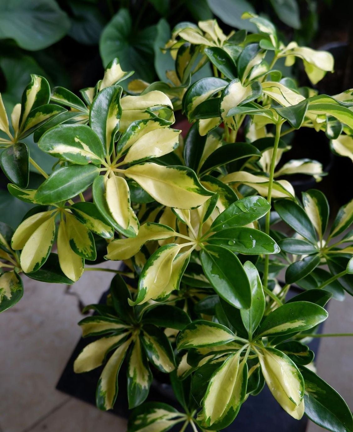  Cây Ngũ gia bì cẩm thạch nội thất 