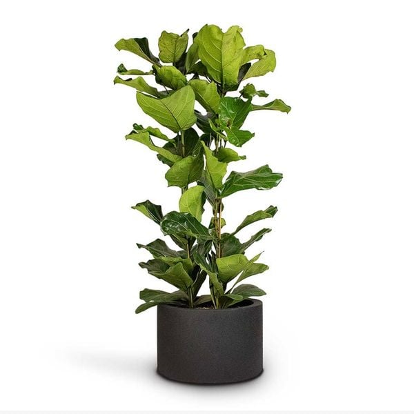  Cây Bàng Sing trồng nội thất 