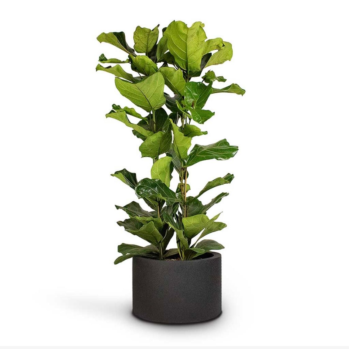  Cây Bàng Sing trồng nội thất 