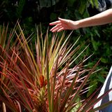  Cây Hoàn kiếm ưa nắng size lớn 