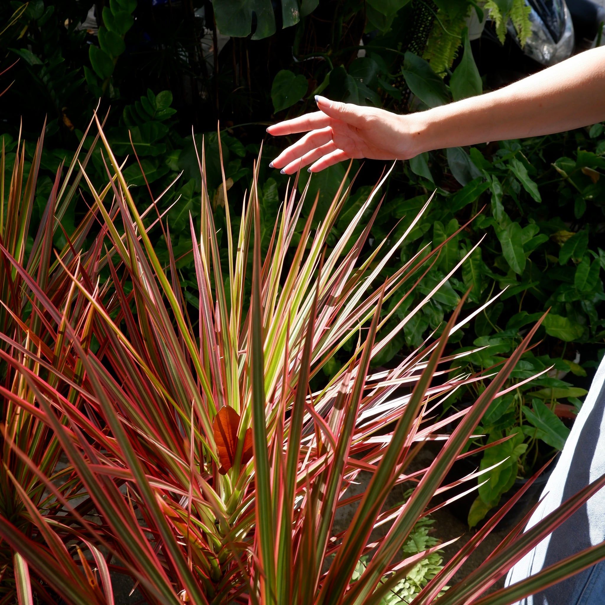  Cây Hoàn kiếm ưa nắng size lớn 