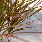  Cây Hoàn kiếm ưa nắng size lớn 