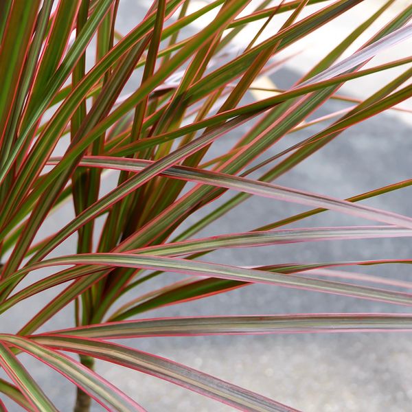  Cây Hoàn kiếm ưa nắng size lớn 