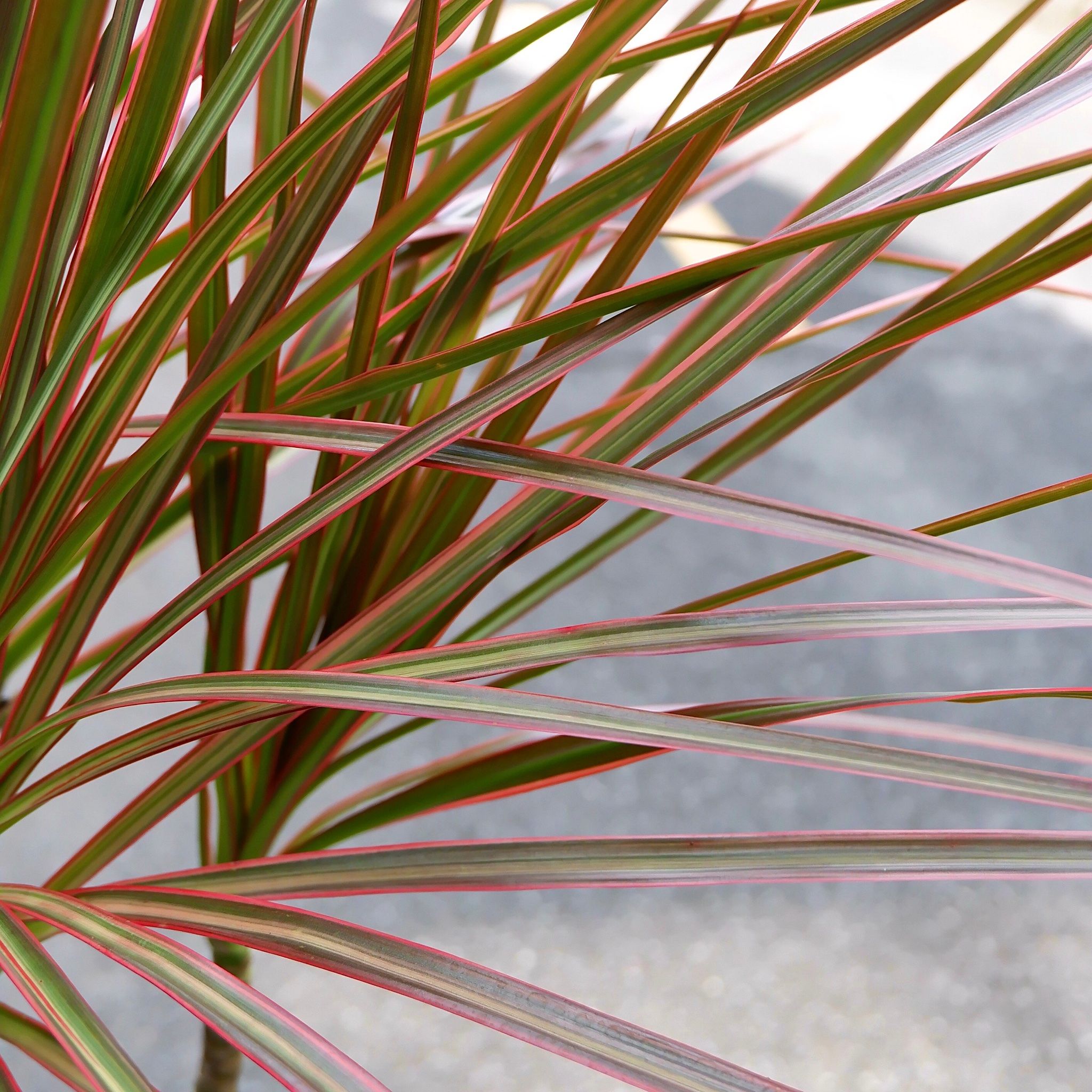  Cây Hoàn kiếm ưa nắng size lớn 