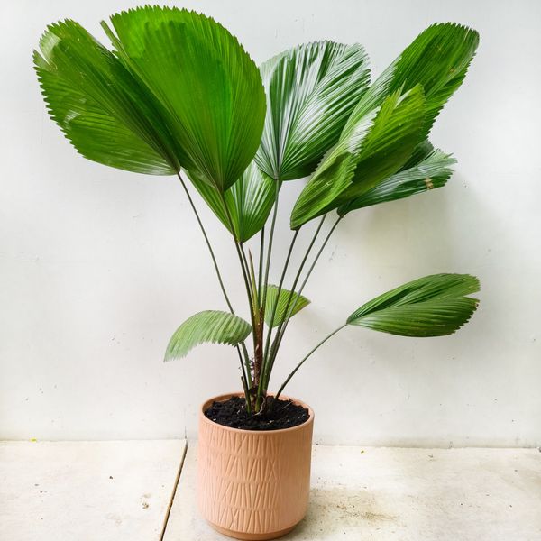  Cây Cọ Nhật nội thất size lớn 