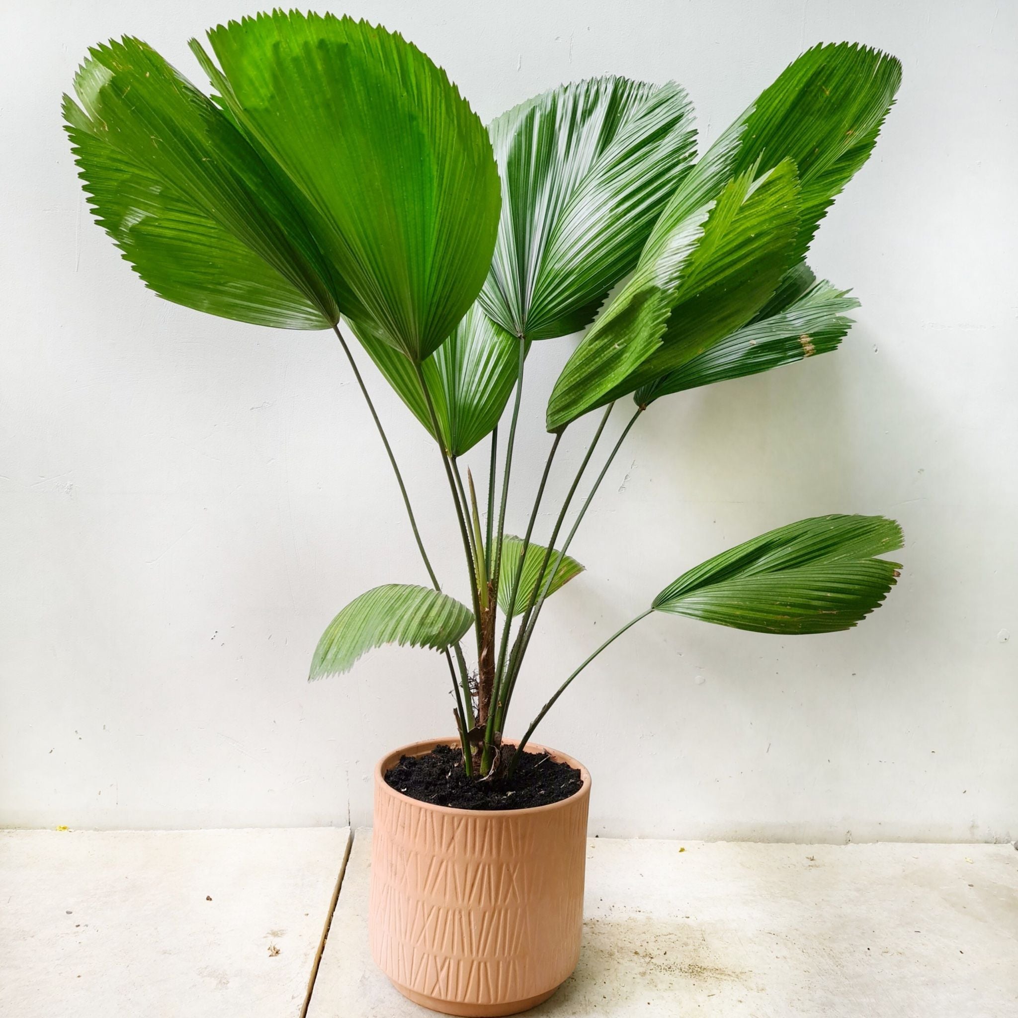  Cây Cọ Nhật nội thất size lớn 