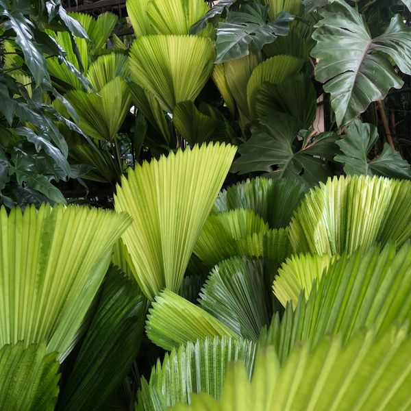  Cây Cọ Nhật loang màu (Palm tree) 