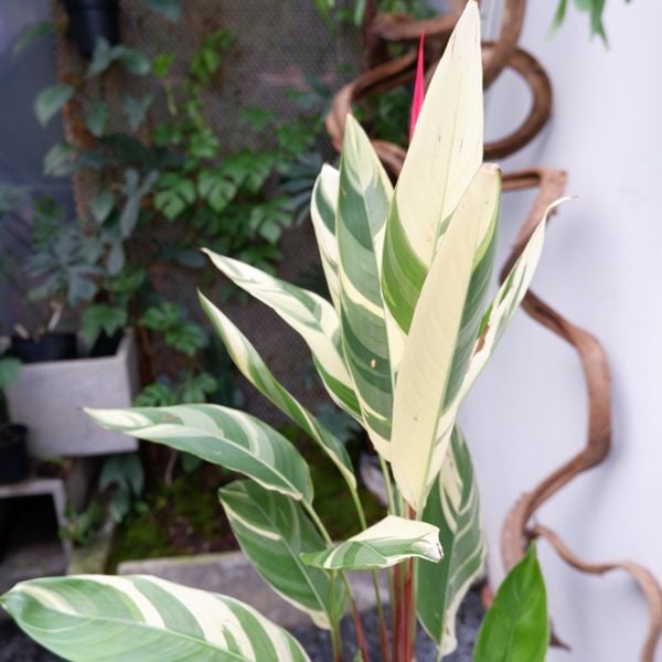  Cây Chuối két cẩm thạch ưa nắng 