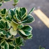  Cây Si Thái ưa nắng size lớn 