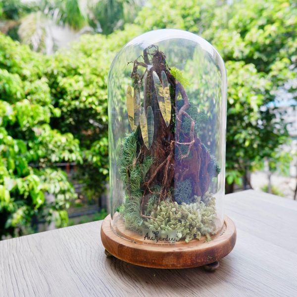  Chụp Thủy Tinh Rêu D12-H20 002 