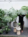  Cây Monstera Deliciosa nội thất 