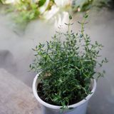  Xạ hương (Thyme, Common thyme) 