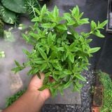  Sả chanh Pháp (Lemon verbena) 