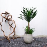  Cây Phát tài núi size lớn 