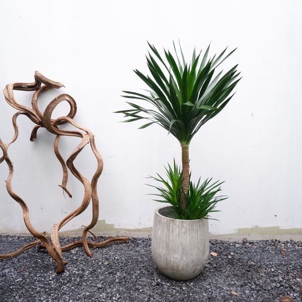  Cây Phát tài núi size lớn 