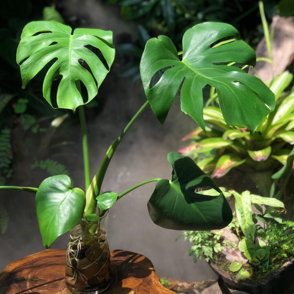  Cây Monstera thuỷ canh nội thất 
