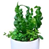  Chậu cây Mix sẵn ưa mát size S 