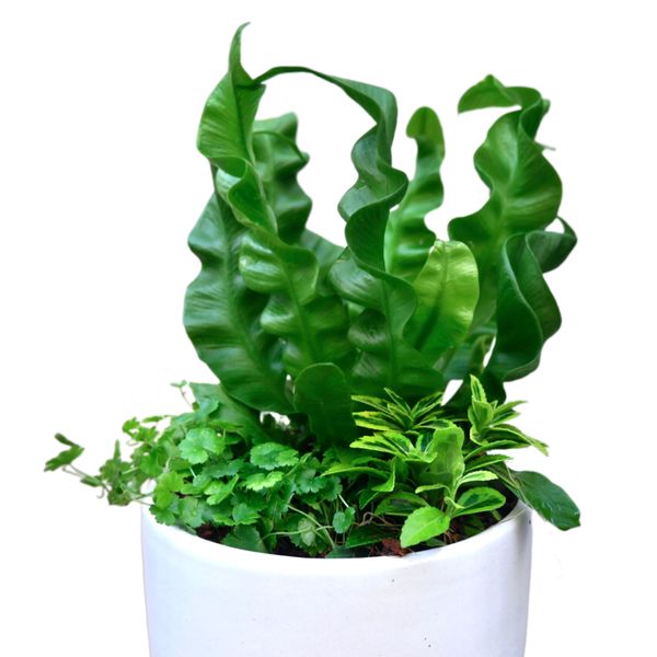  Chậu cây Mix sẵn ưa mát size S 