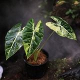  Cây Alocasia Frydek var sưu tầm 