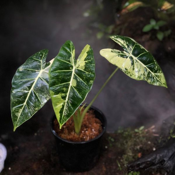  Cây Alocasia Frydek var sưu tầm 