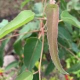  Bạch đàn chanh (Eucalyptus citriodora) 