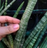  Cây Ngà voi nội thất size nhỏ 