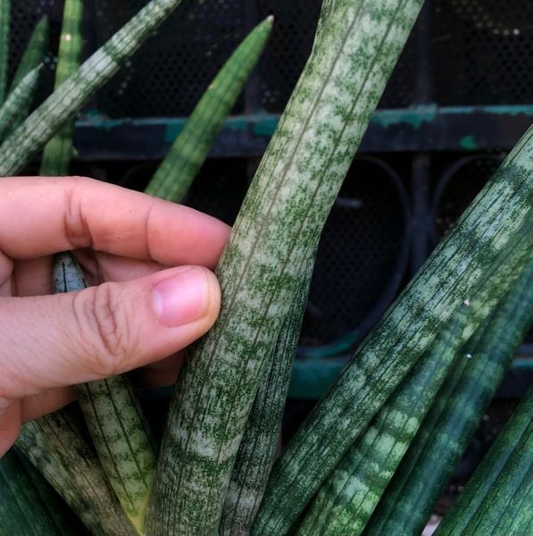  Cây Ngà voi nội thất size nhỏ 